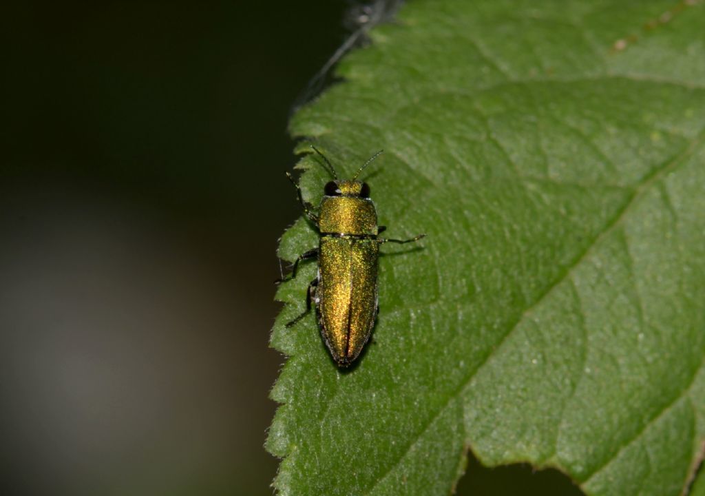 Buprestidae: Anthaxia millefolii polychloros